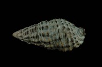 藏品(白葚蟹守螺)的圖片